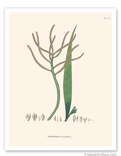 11" x 14" Fine Art Print