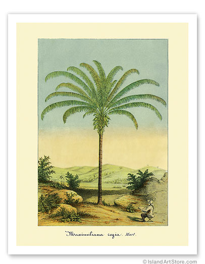 11" x 14" Fine Art Print